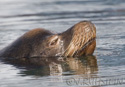 Zalophus californianus